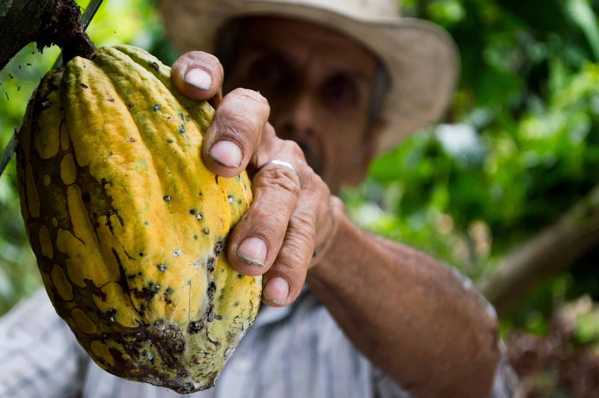 cacao for spa-inspired recipes with chocolate